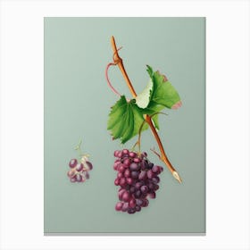 Vintage Grape Barbarossa Botanical Art on Mint Green n.0475 Canvas Print