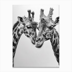 Pencil Portrait Of Two Giraffes 1 Canvas Print