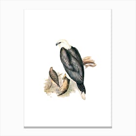 Vintage White Bellied Sea Eagle Bird Illustration on Pure White n.0152 Canvas Print