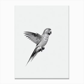 Parrot B&W Pencil Drawing 1 Bird Canvas Print