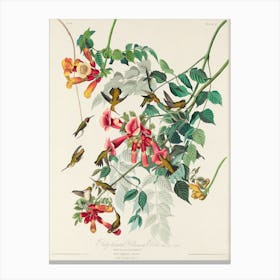 Ruby Throated Humming Bird, Birds Of America, John James Audubon Canvas Print