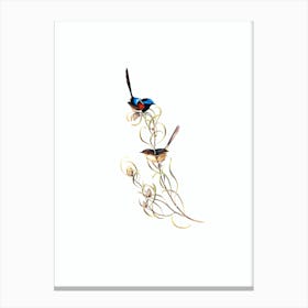 Vintage Graceful Wren Bird Illustration on Pure White n.0306 Canvas Print