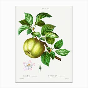 Apple Leaves, Pierre Joseph Redoute Canvas Print