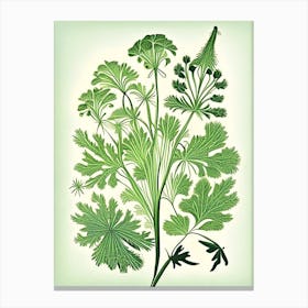 Chervil Herb Vintage Botanical Canvas Print
