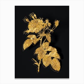 Vintage Harsh Downy Rose Botanical in Gold on Black n.0062 Canvas Print