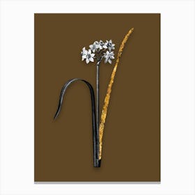 Vintage Cowslip Cupped Daffodil Black and White Gold Leaf Floral Art on Coffee Brown n.0791 Canvas Print