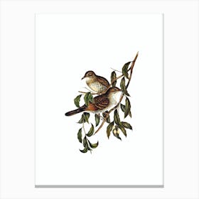 Vintage Moutain Thrush Bird Illustration on Pure White n.0009 Canvas Print