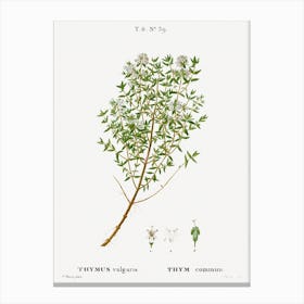 Garden Thyme, Pierre Joseph Redoute Canvas Print