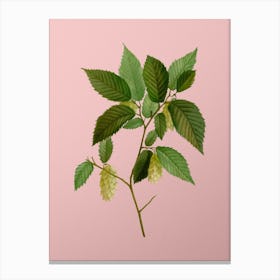 Vintage American Hophornbeam Botanical on Soft Pink n.0462 Canvas Print