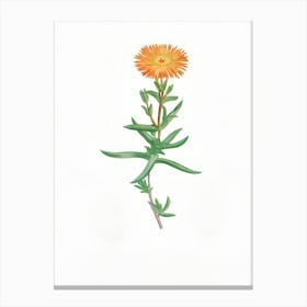 Calendula Canvas Print