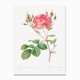 Rosa Centifolia Anglica Rubra, Pierre Joseph Redouté Canvas Print