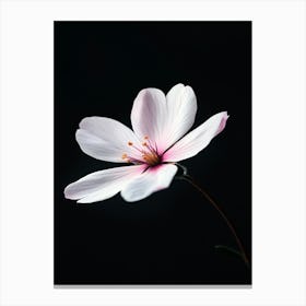 White Flower On Black Background 2 Canvas Print