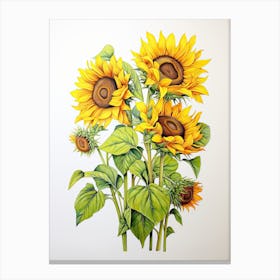 Sunflowers Flower Vintage Botanical 0 Canvas Print