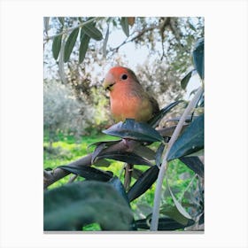 Green bird in the nature Canvas Print