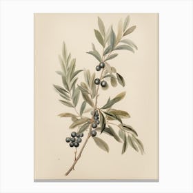 Vintage Blueberry Branch Sketch Canvas Print