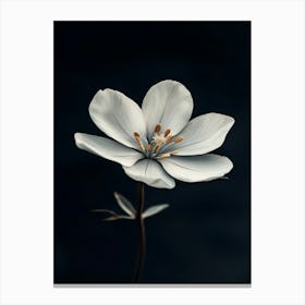 White Flower 18 Canvas Print