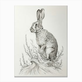 Jersey Wooly Rabbit Drawing 1 Canvas Print