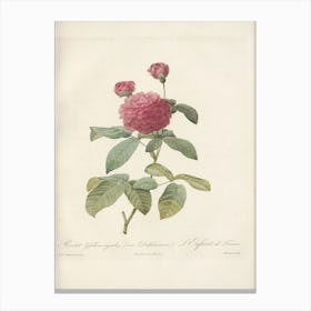 Rose Illustration, Pierre Joseph Redoute(99) Canvas Print