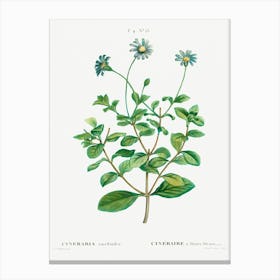 Blue Marguerite, Pierre Joseph Redoute Canvas Print