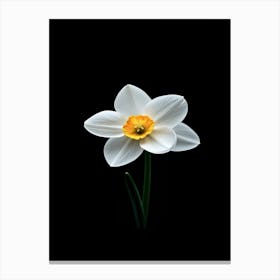 Daffodil 2 Canvas Print