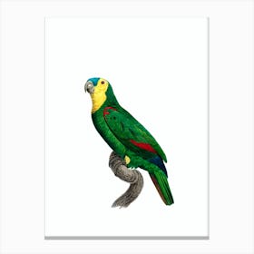 Vintage Blue Fronted Amazon Parrot Bird Illustration on Pure White n.0005 Canvas Print