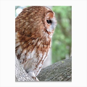 Barn Owl  Portrait  in Forest Tree  Canvas Print