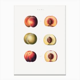 Peaches 1,  Pierre Joesph Redoute Canvas Print