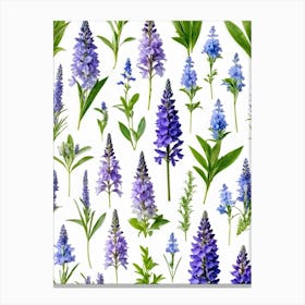 Nature Pattern Isolate White Arrangement Purple Flat Floral Blue Natural Herbal Medicine (14) Canvas Print