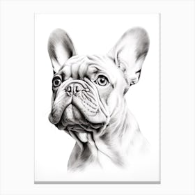 French Bulldog Dog, Line Drawing 2 Canvas Print