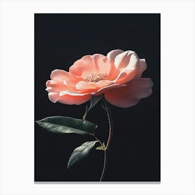 Pink Rose 20 Canvas Print