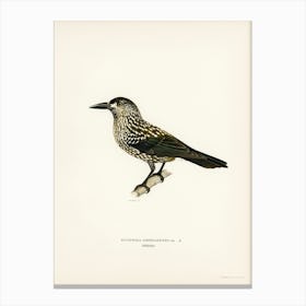 Spotted Nutcracker, The Von Wright Brothers Canvas Print