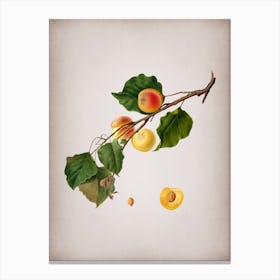 Vintage Peach Botanical on Parchment 2 Canvas Print