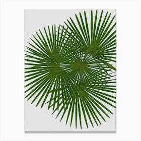 Fan Palm Canvas Print