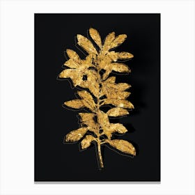 Vintage Firetree Branch Plant Botanical in Gold on Black n.0266 Canvas Print