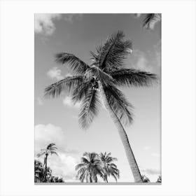 The Perfect Palm Canvas Print