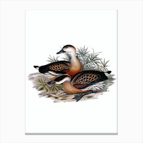 Vintage Whistling Duck Bird Illustration on Pure White n.0251 Canvas Print