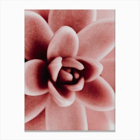 Pink Succulent Plant Canvas Print