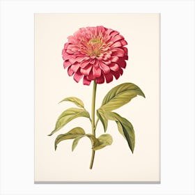 Zinnias Flower Vintage Botanical 2 Canvas Print