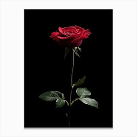 Single Red Rose On Black Background 8 Canvas Print