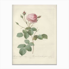 Rose Illustration, Pierre Joseph Redoute (37) Canvas Print