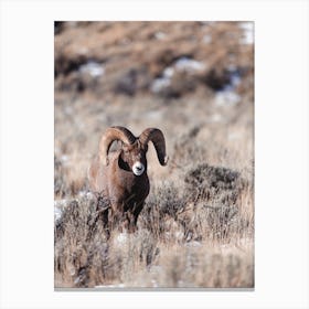 Wyoming Sheep Canvas Print