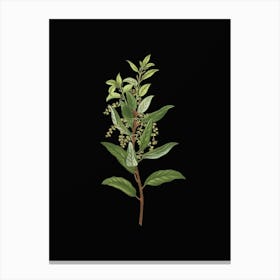 Vintage Evergreen Oak Botanical Illustration on Solid Black n.0345 Canvas Print