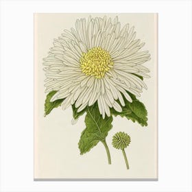 Chrysanthemums Vintage Botanical Flower Canvas Print