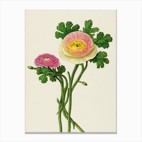 Ranunculus Vintage Botanical 3 Flower Canvas Print