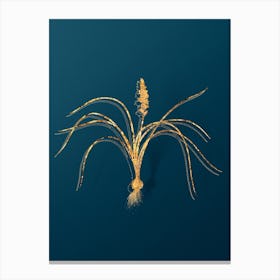 Vintage Lachenalia Angustifolia Botanical in Gold on Teal Blue Canvas Print