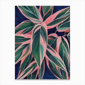 Calathea Triostar 3 Canvas Print