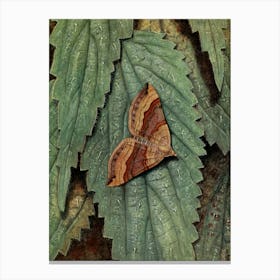 Vintage Moth On Leaf Canvas Print