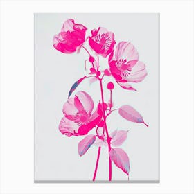 Hot Pink Veronica Flower 1 Canvas Print