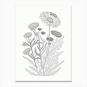 Chamomile Herb William Morris Inspired Line Drawing 2 Canvas Print