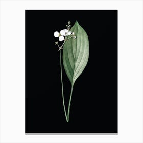 Vintage Bulltongue Arrowhead Botanical Illustration on Solid Black n.0145 Canvas Print